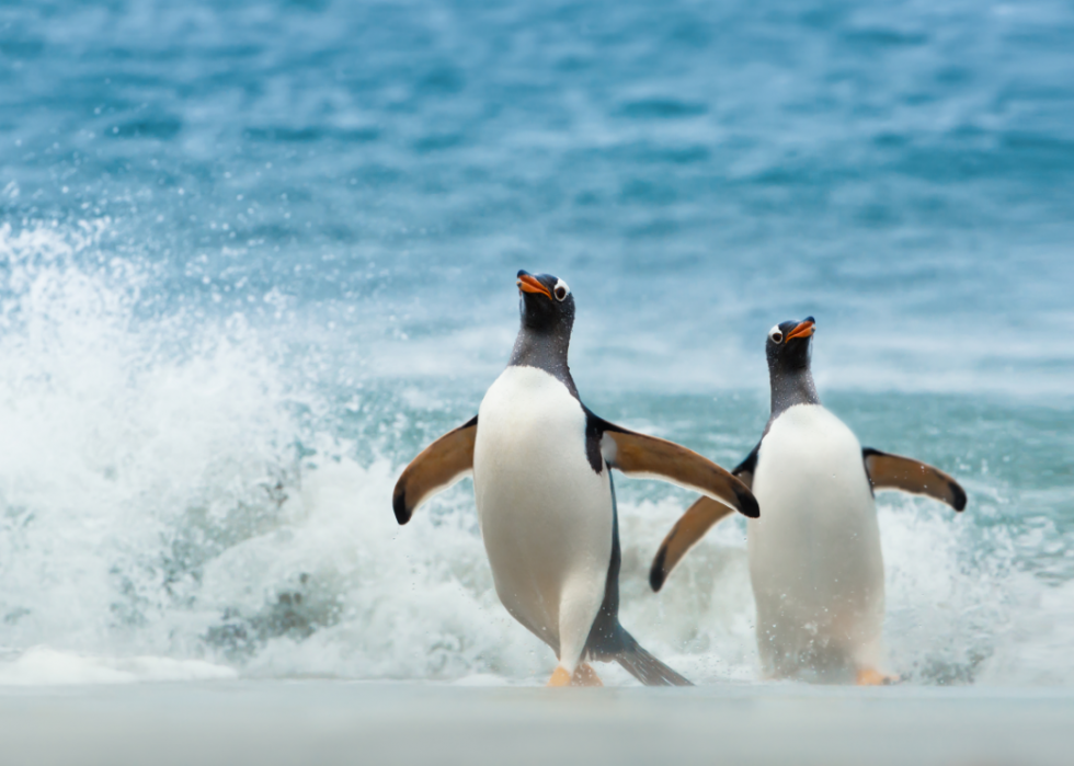 Penguins: 25 Fascinating Facts About These Flightless Friends | Stacker